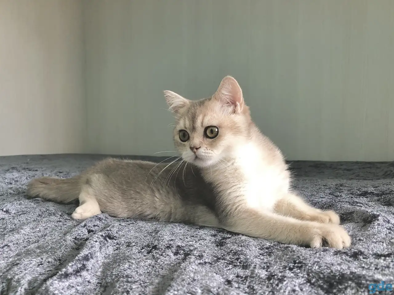 Шотландская кошка голубая золотая шиншилла, фотография 7
