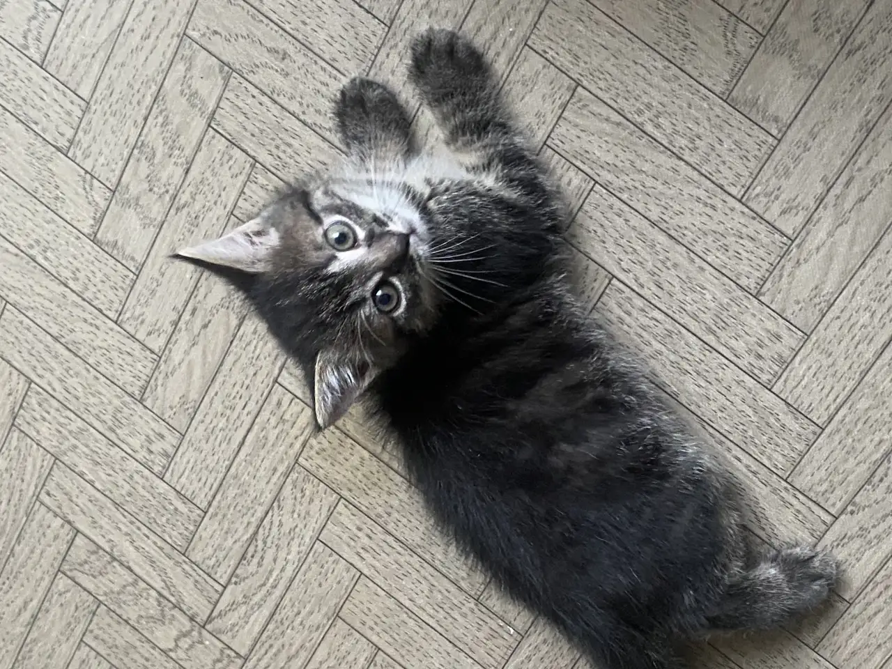 Отдам котёнка, фотография 1