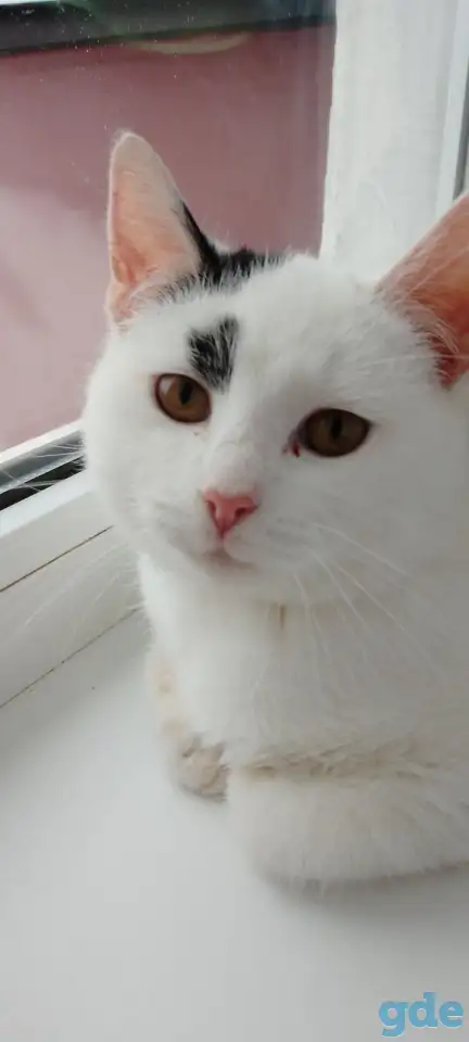 Котенок, фотография 2