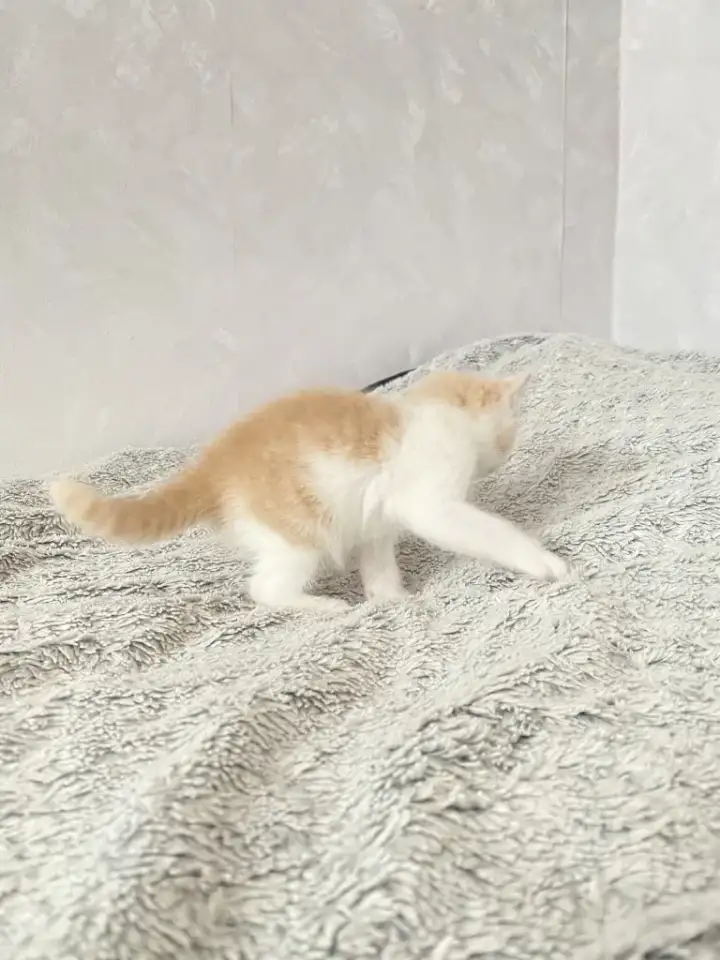 Котенок, мальчик, фотография 3