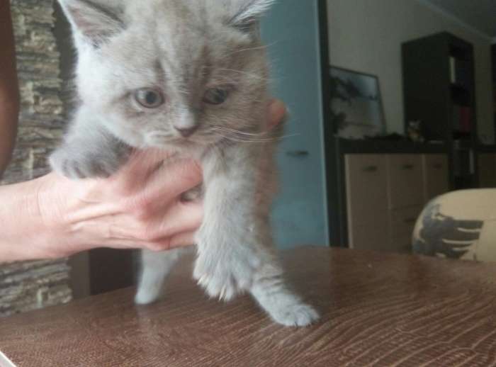 Продам британского котенка, фотография 5