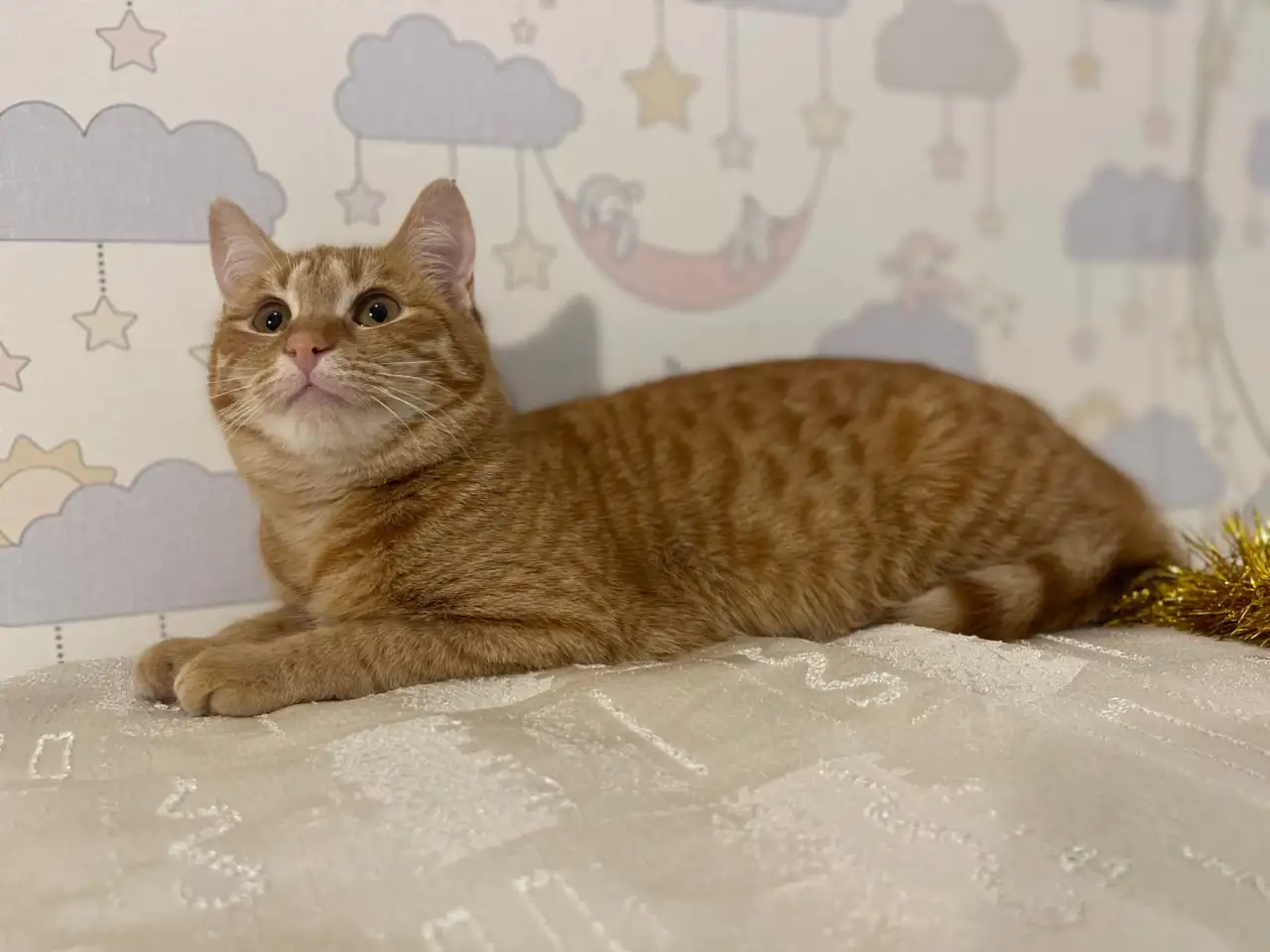 Рыжая кошечка котенок Мандаринка ищет дом и семью!, фотография 10