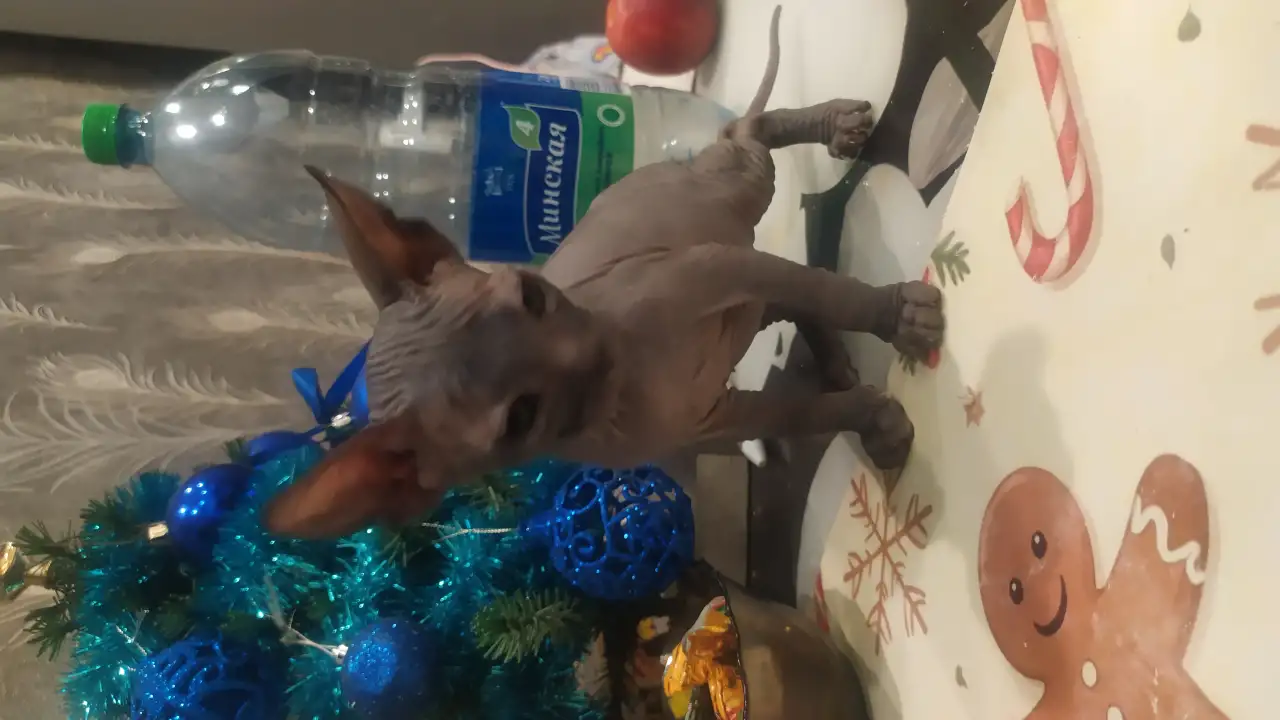 Котята донского сфинкса, фотография 1