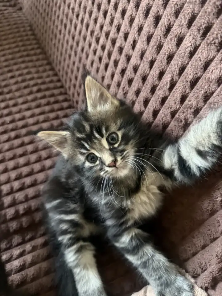 Котята породы Мейн-кун, фотография 1