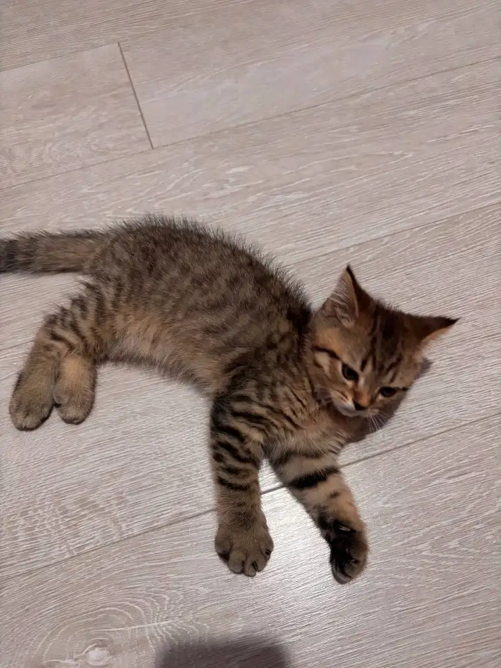 Котенок, фотография 2