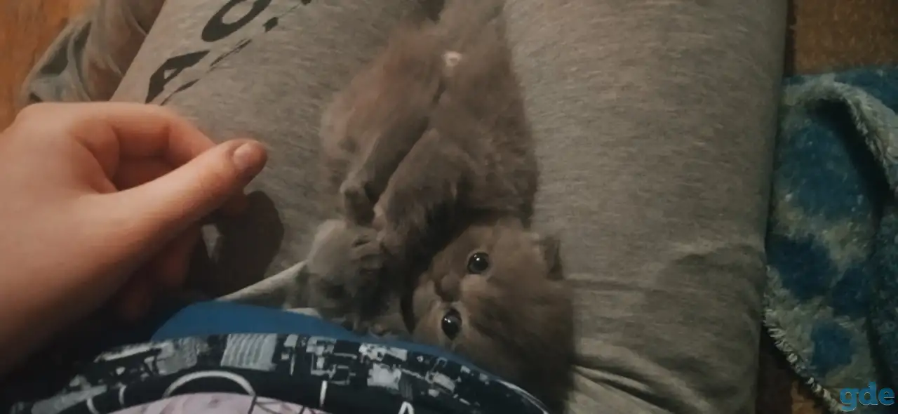 Продам британских котят, фотография 1