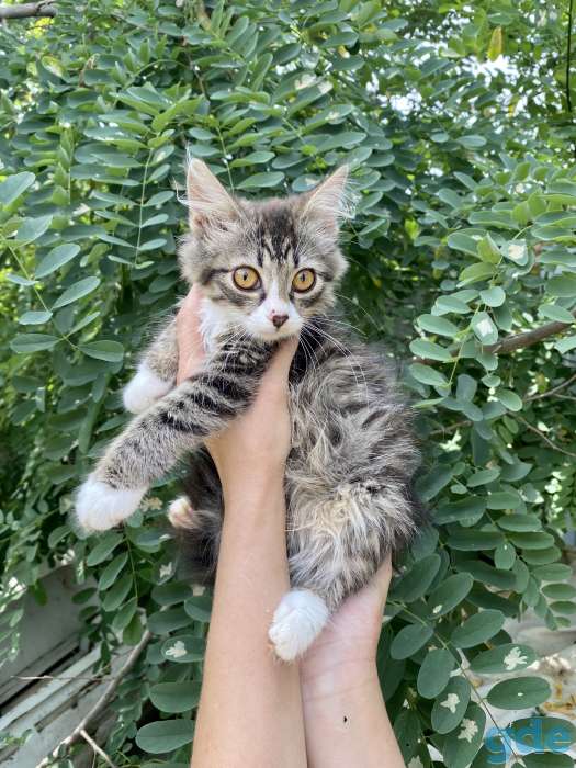 Котёнок в дар. Девочка, фотография 2