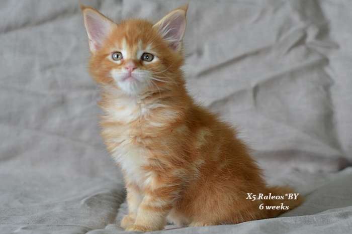 Котята мейн кун рыжики, фотография 5