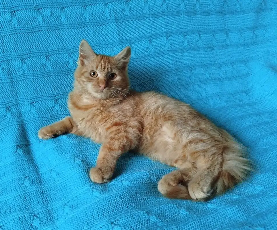 Рыжий, честный, влюбленный Лион, фотография 1