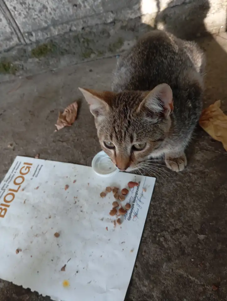 Котенок в дар, фотография 7