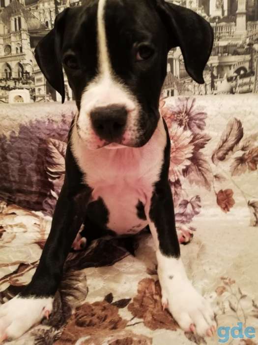 Продажа американского стаффордширского терьера, фотография 2