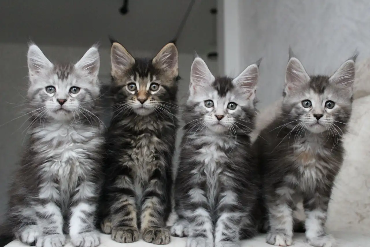Мейн кун котята!, фотография 1