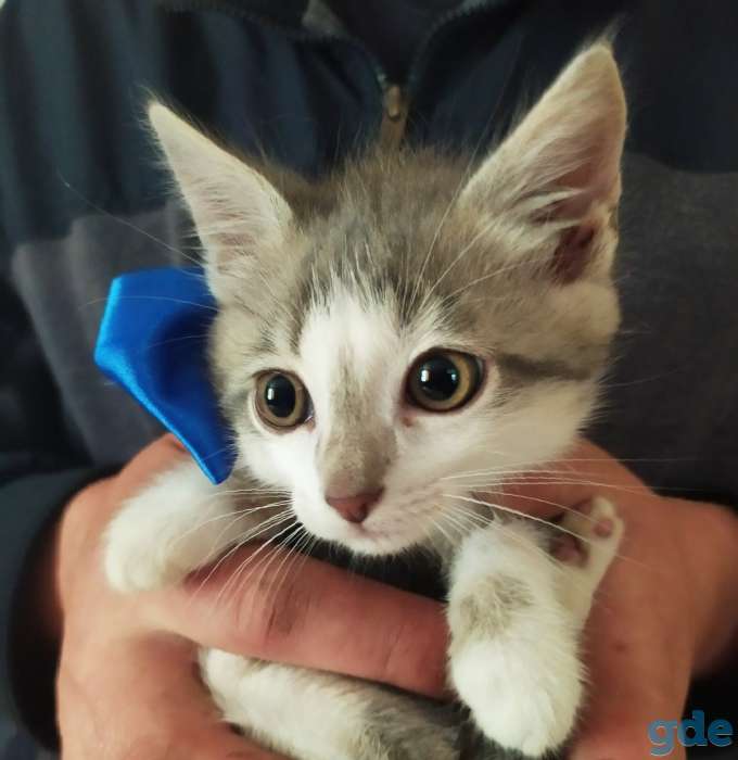 Котята в добрые руки, фотография 1