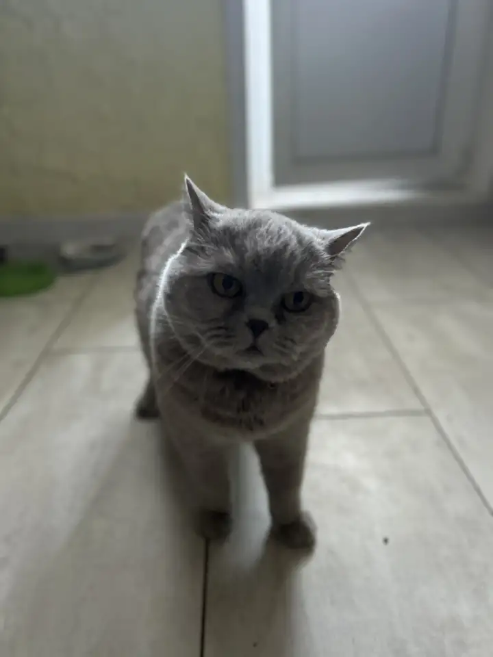 Кошка Мила в добрые руки, фотография 4