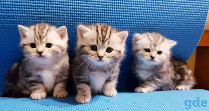 Шикарные, котята,от титулованных,родителей!, фотография 6