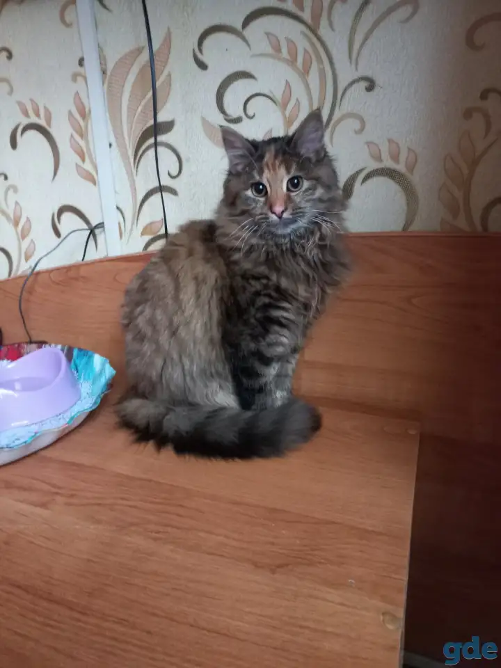 Отдам в добрые руки, фотография 1