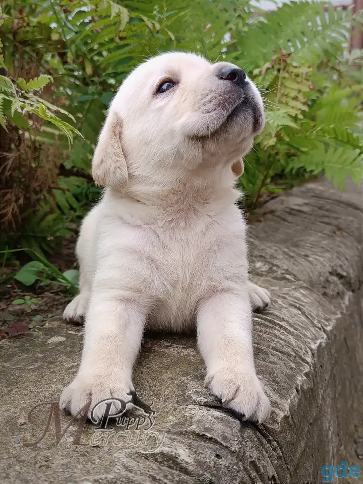 Щенки лабрадора (палевые) из питомника MercuryPuppy, фотография 3