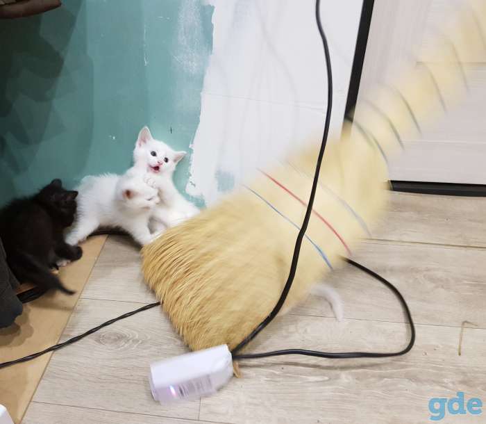 Котят в добрые руки, фотография 2