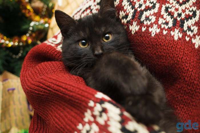 Котёнок Егорка ищет дом, фотография 4