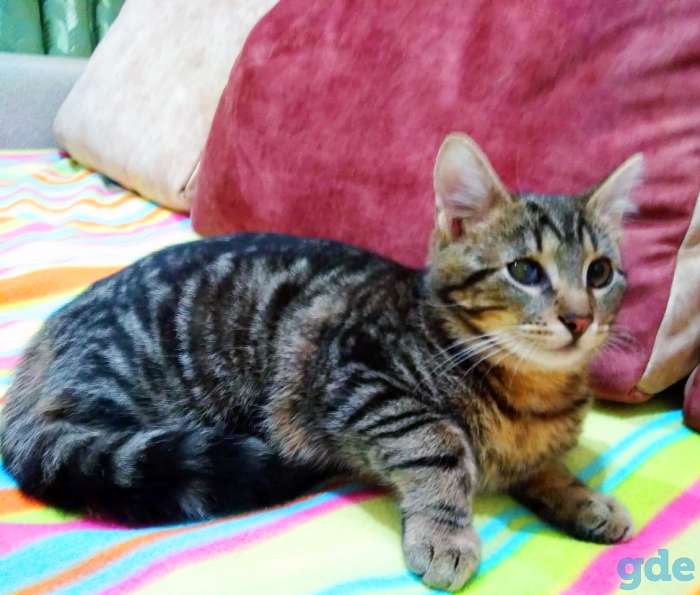 Котёнок в добрые руки, фотография 1