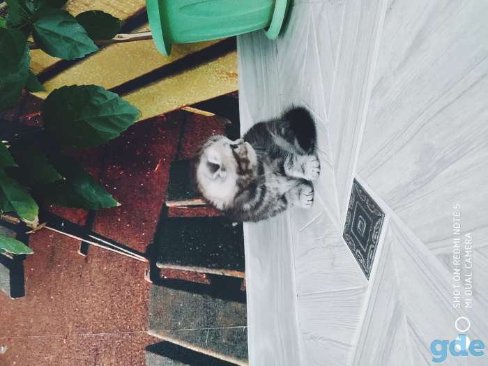 Шотландские котята, фотография 3
