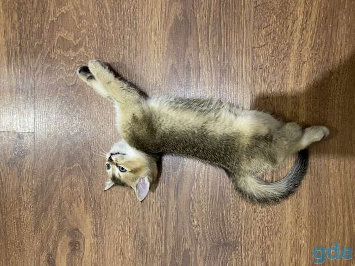 Шотландские котята, фотография 1