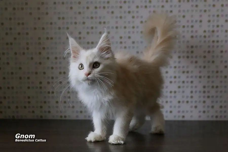 Мейн-кун котёнок  мальчик, фотография 5