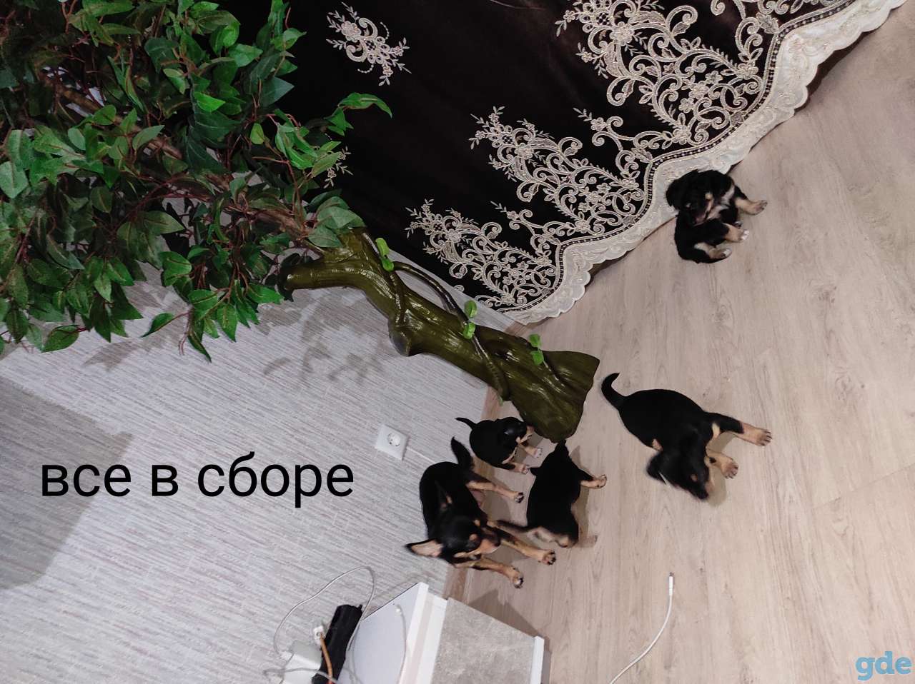 Щенки той терьер, фотография 2