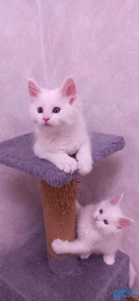 Готовы к продаже котята породы мейн-кун, фотография 4