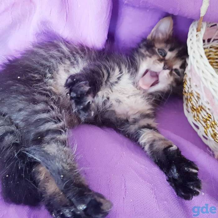 Котята бесплатно., фотография 3
