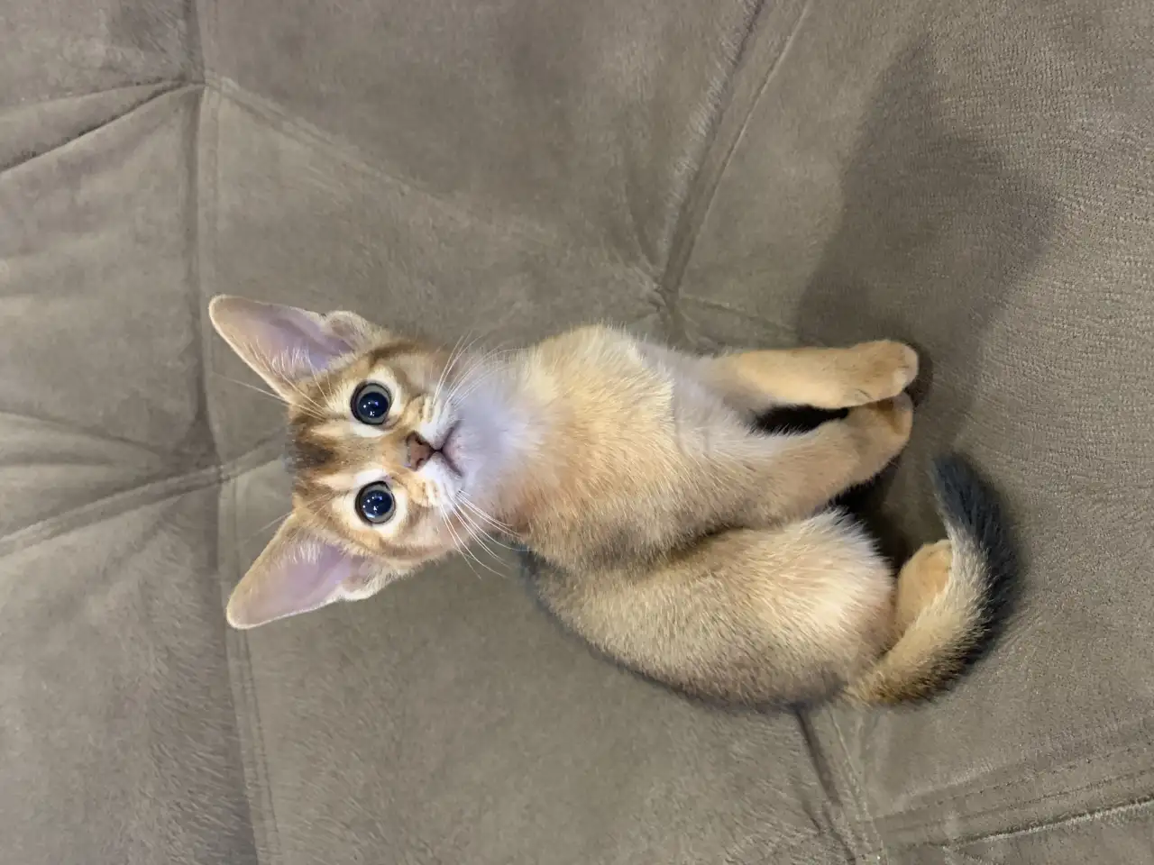 Абиссинские котята, фотография 2