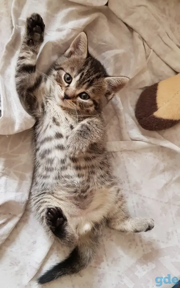 Котята шотландской прямоухой, фотография 6
