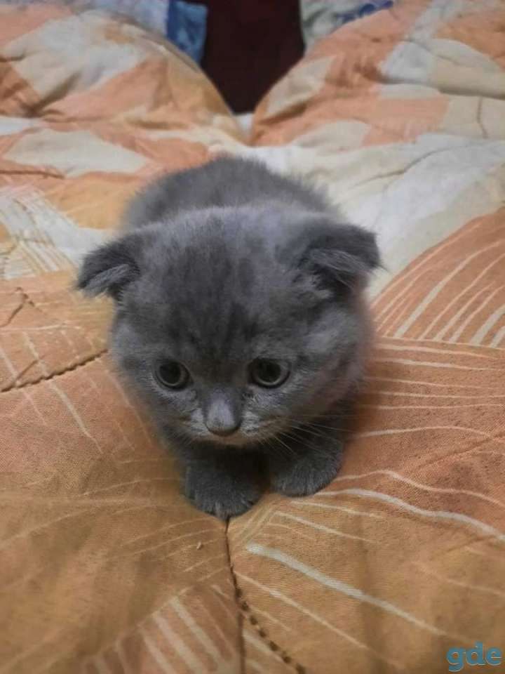 Британские котята, фотография 4