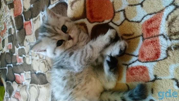 Котята ищут дом, фотография 2
