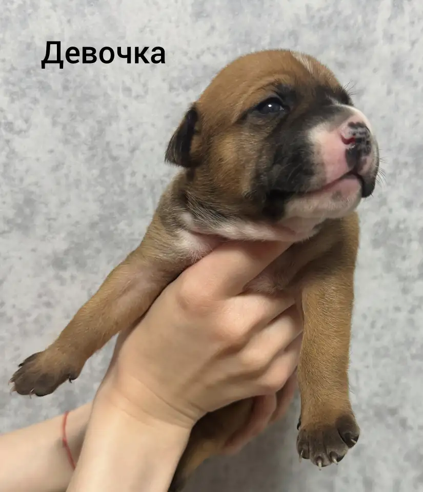 Щенки питбуля, фотография 11