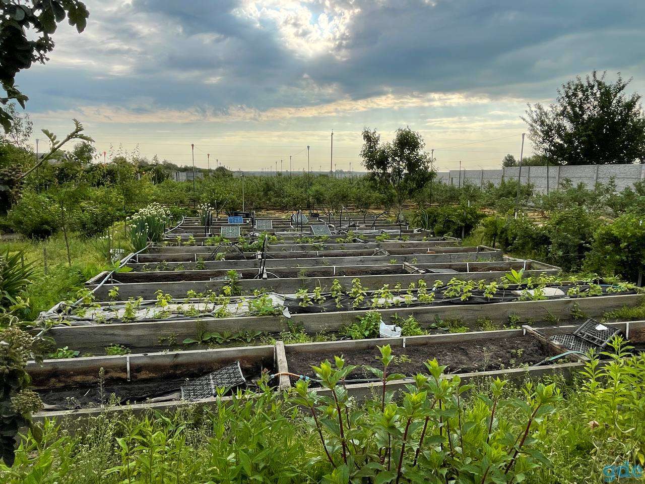 Продам дом с большой плантацией ягод и садом, Корма, фотография 4