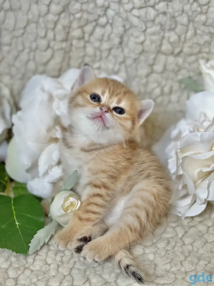 Шотландские котята ЗОЛОТАЯ ШИНШИЛЛА, фотография 13