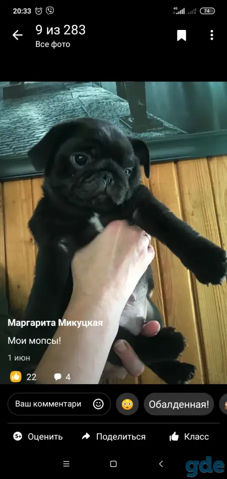 Мопс, фотография 2