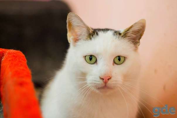 Котик ищет дом, фотография 2