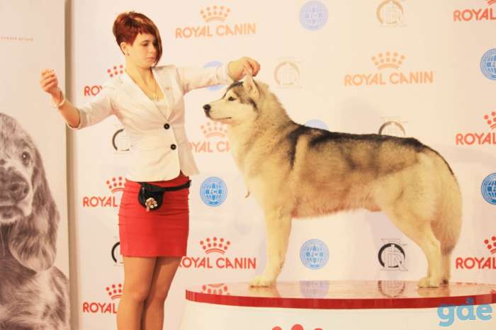 Гранд Чемпион хаски  Вязка, фотография 4