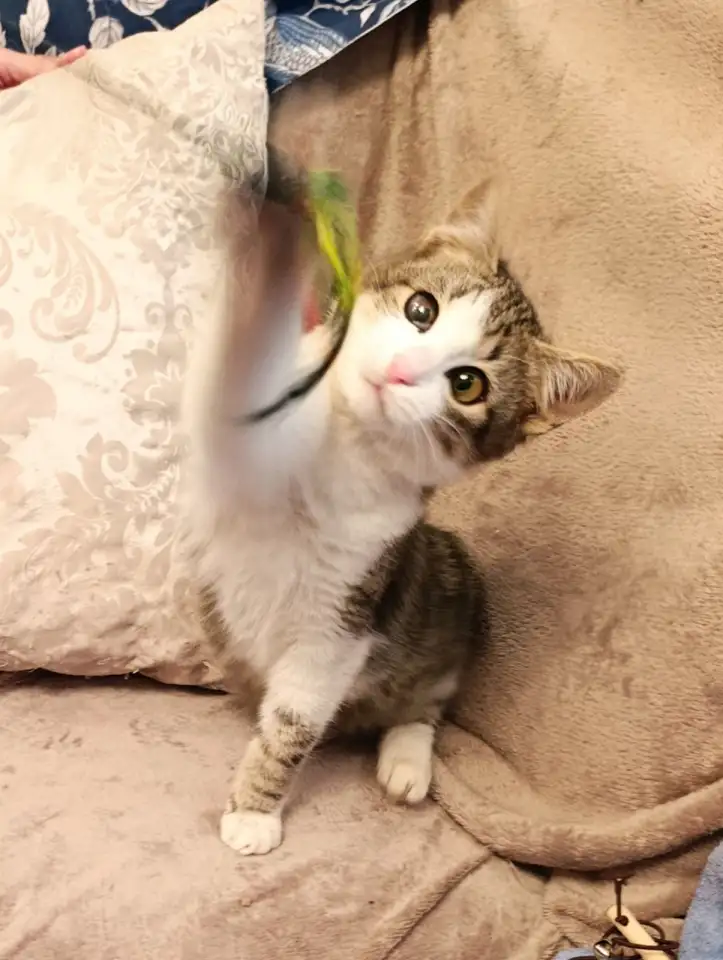 Котёнок  Мурчик 3-4 месяца., фотография 2
