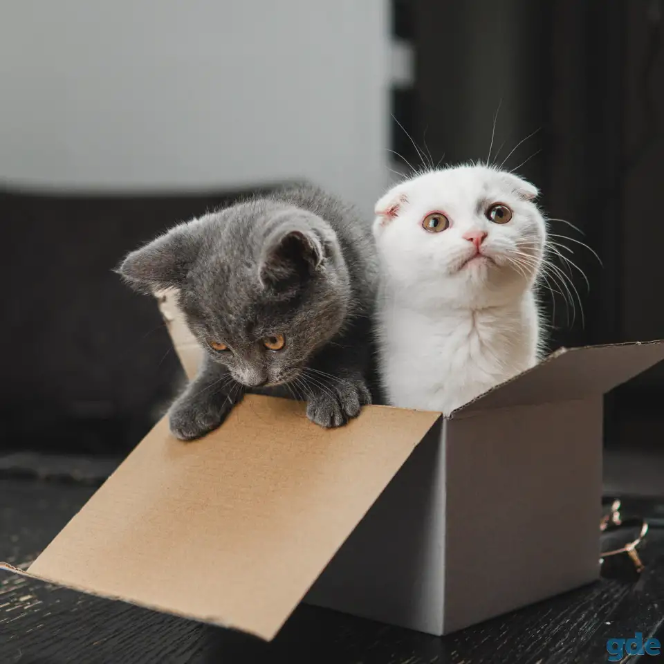 Шотландские котята, фотография 6