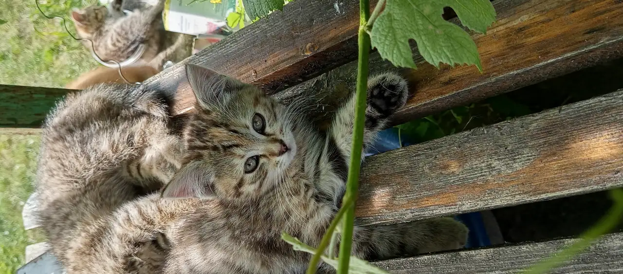 Котятаив добрые руки, фотография 3