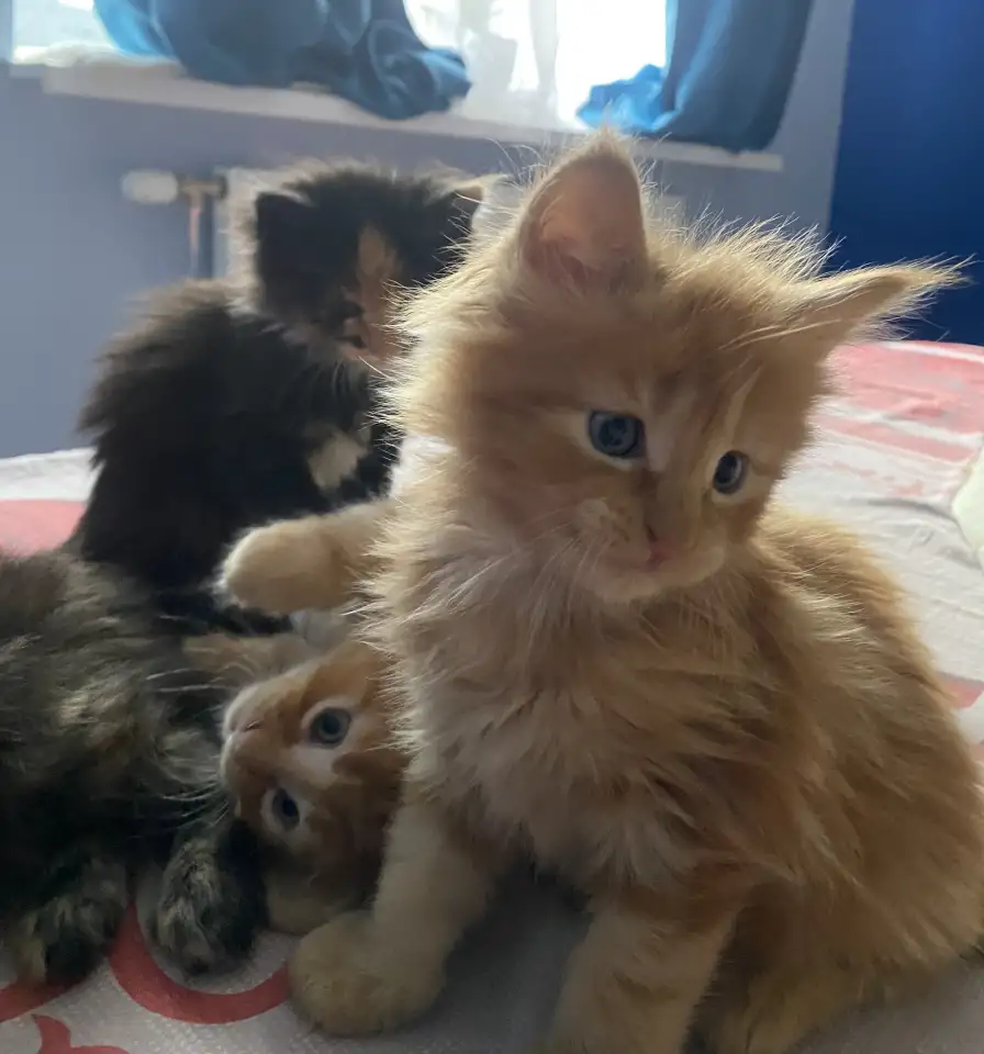 Котята Мейн-Кун, фотография 12