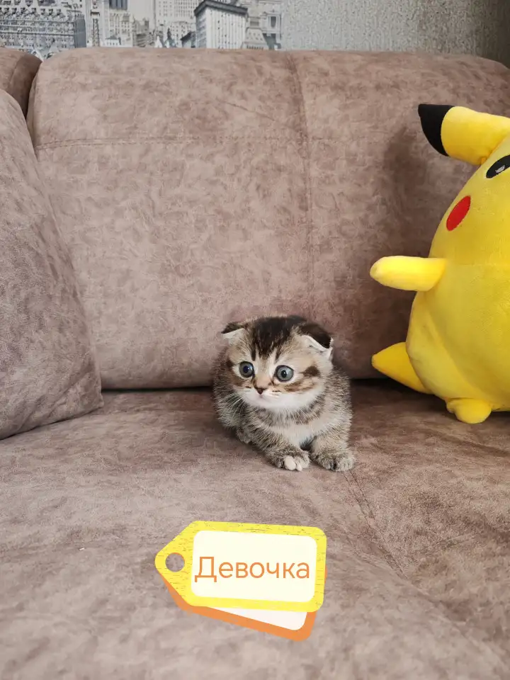 Котята, шотландские и британские., фотография 3
