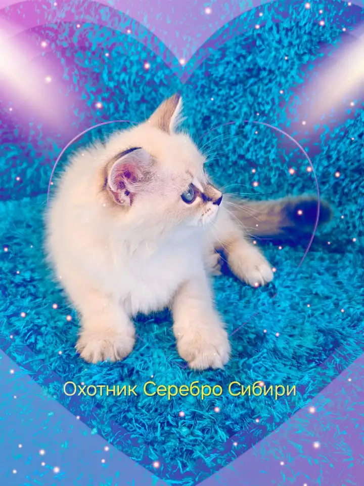 невские маскарадные котята-резерв, фотография 3