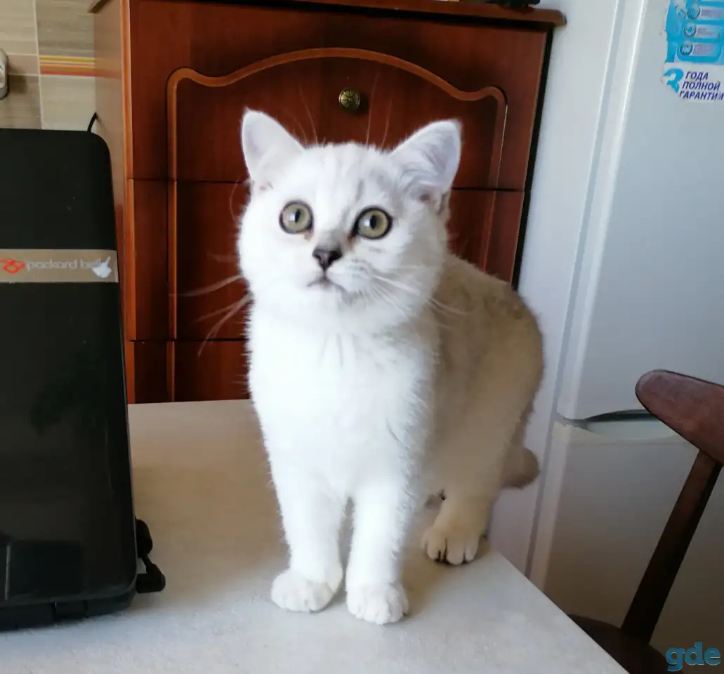 Британские котята, фотография 2