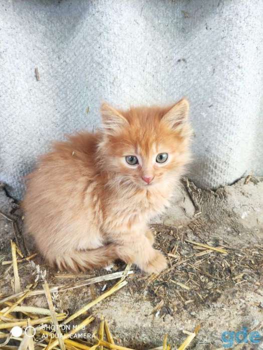Котят (не продаем, а показываем) и отдаем в добрые руки :), фотография 3