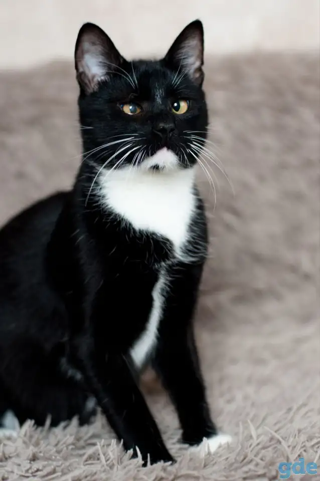 Котик в дар, фотография 2