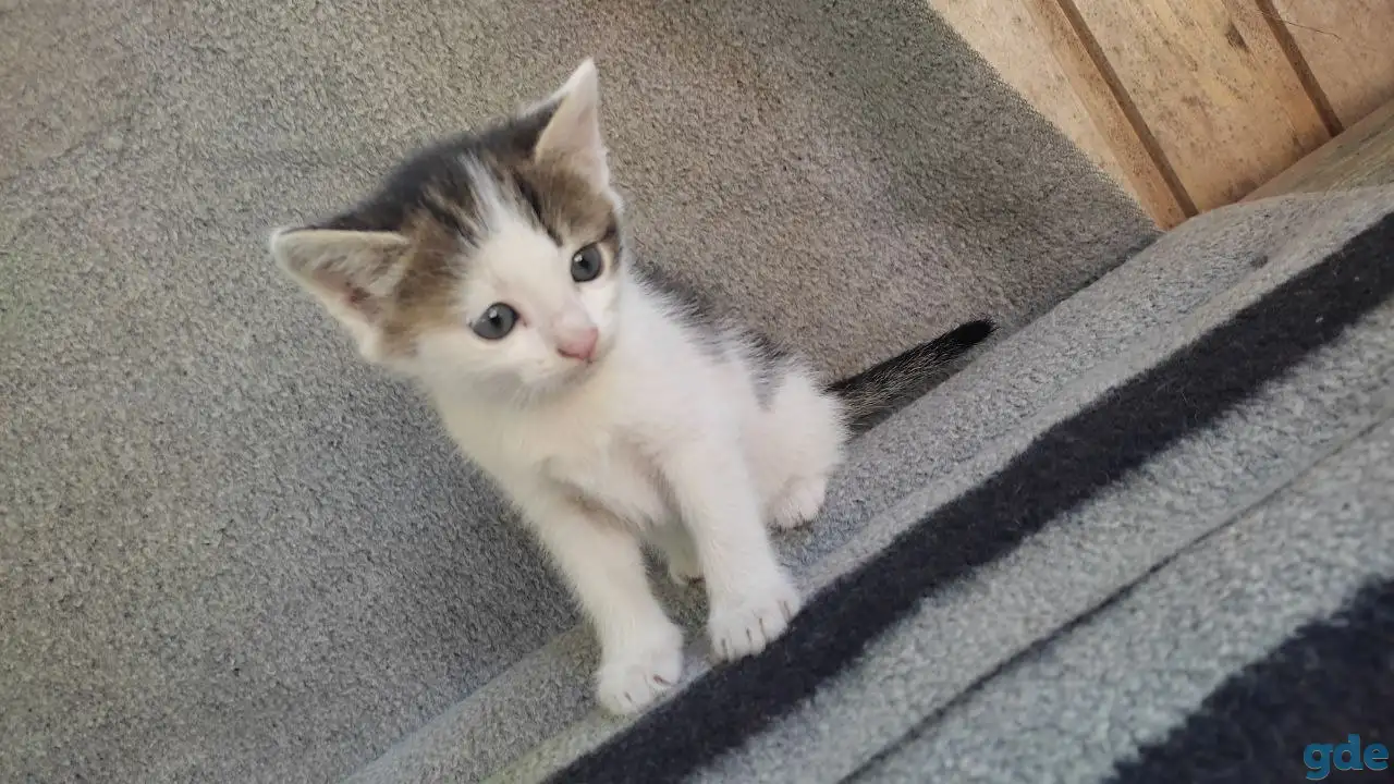Котята, фотография 4